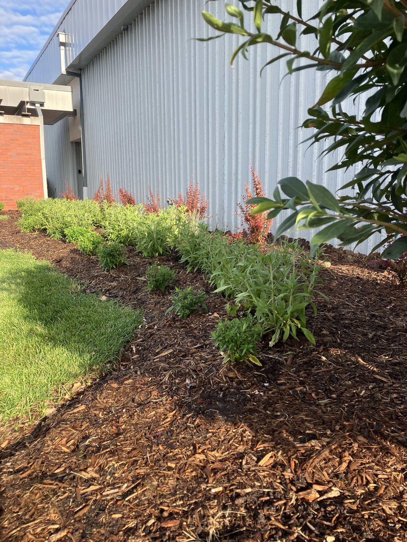 Newly installed Omaha landscape bed with flowering plants and fresh mulch