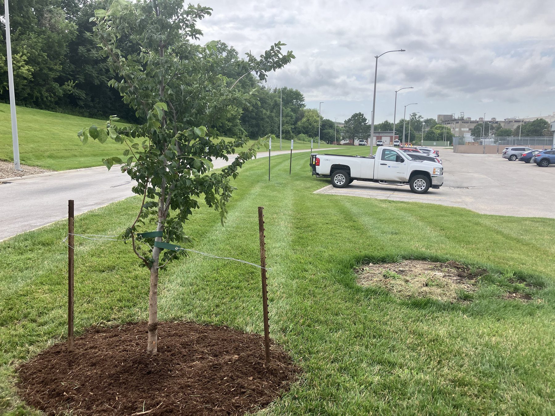 Newly installed young tree in the Omaha area