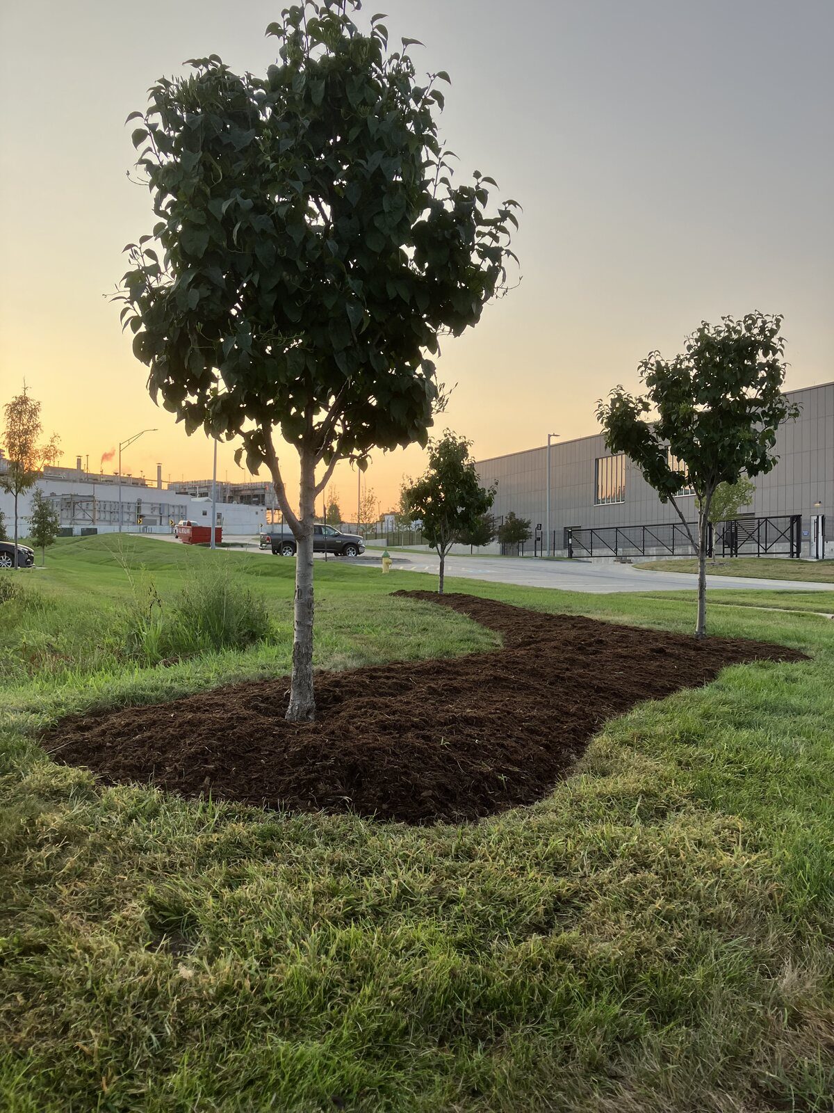 Young trees with properly maintained mulch and growing space