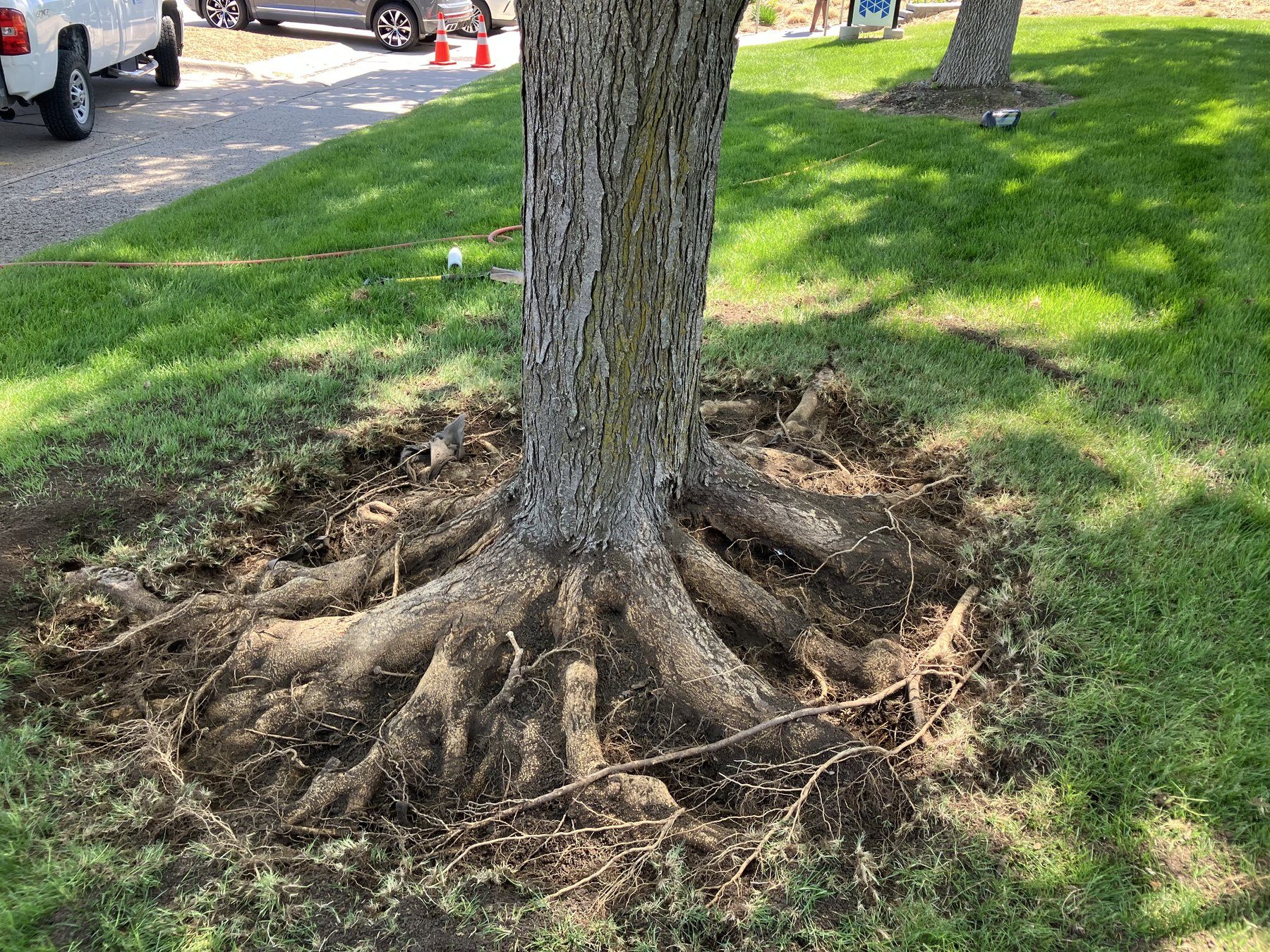 Exposed root flare and surface roots after root collar excavation on a mature Omaha tree