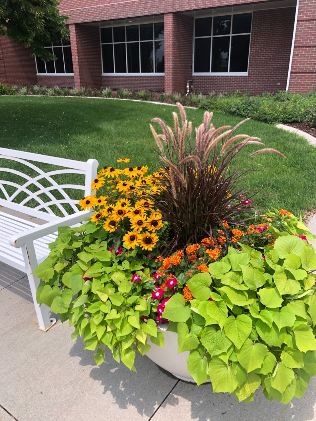 Colorful seasonal planter installation with flowers, ornamental grass and trailing foliage