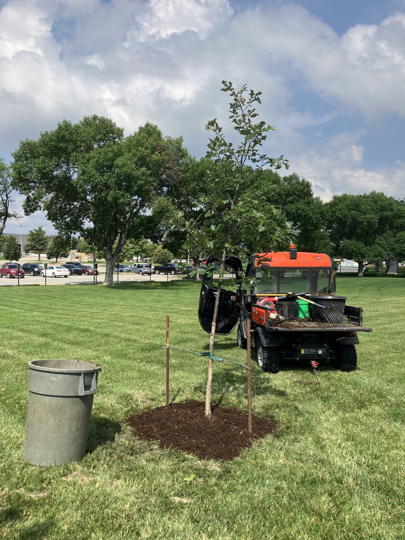 Tree installation project with proper mulch ring and support stakes in the Omaha area