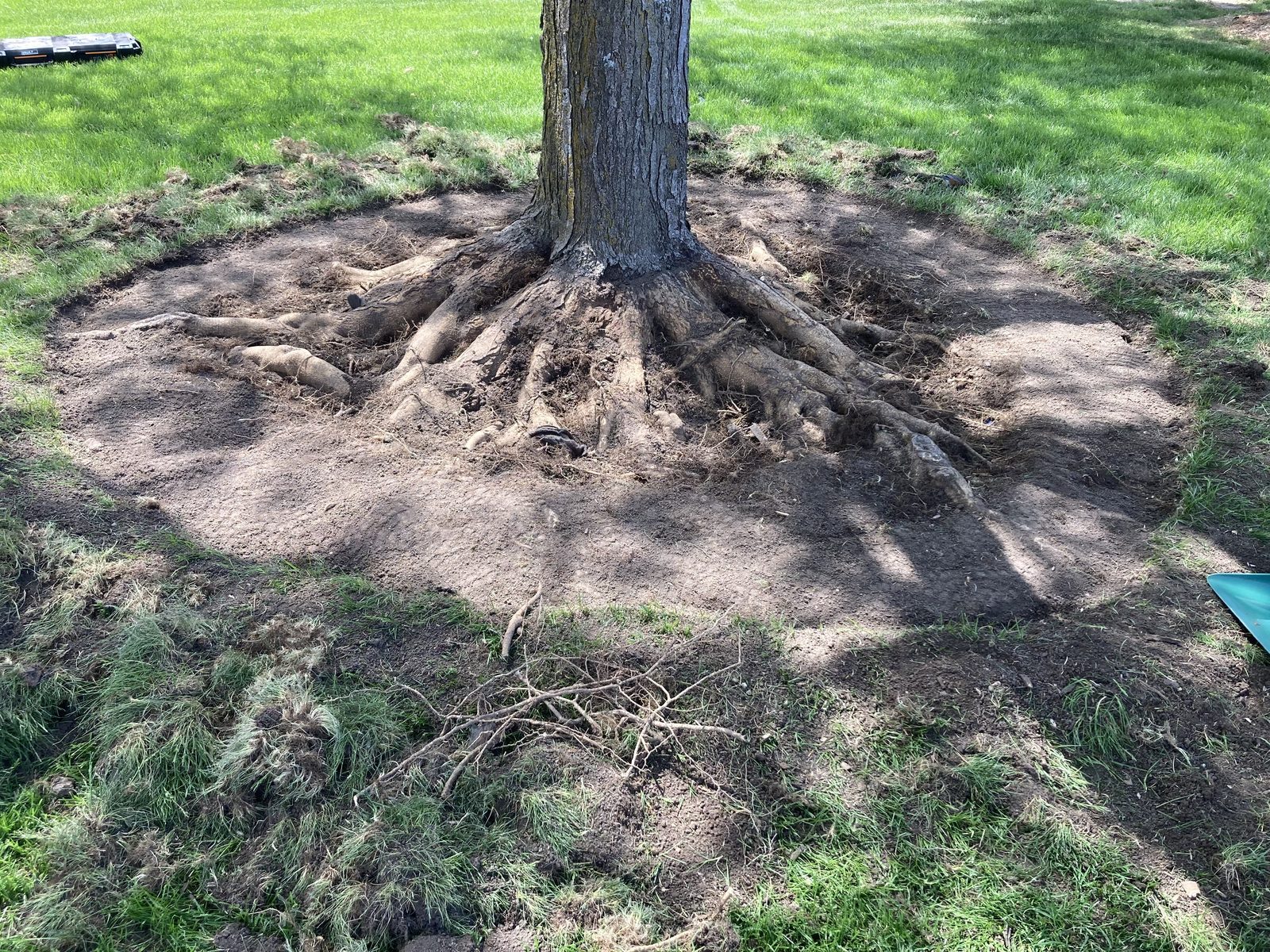 Exposed root flare after root collar excavation on an Omaha tree