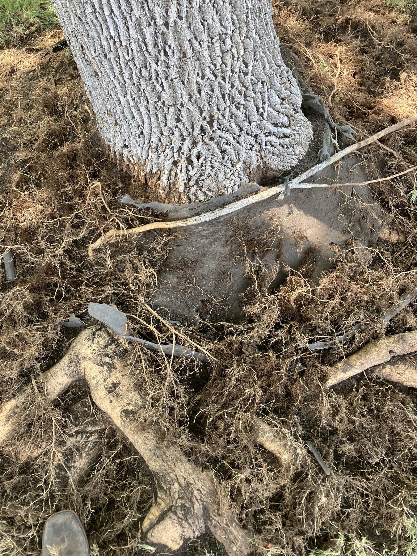 Close-up of the root collar and root zone during a tree health evaluation in Omaha