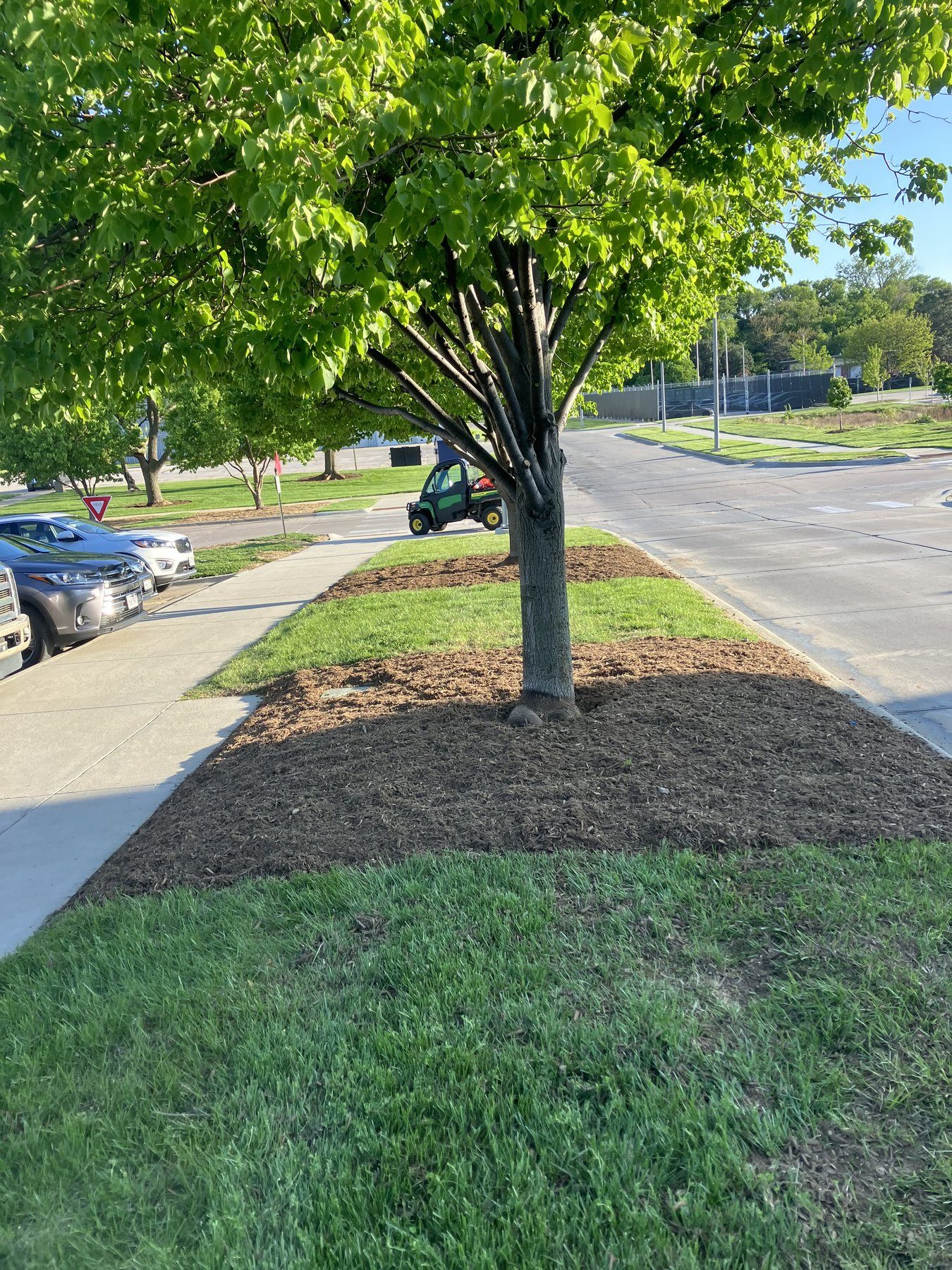 Established young tree with a wide mulch ring supporting long-term growth